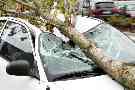 Sturmschaden: Ein Baum ist auf ein Auto gefallen